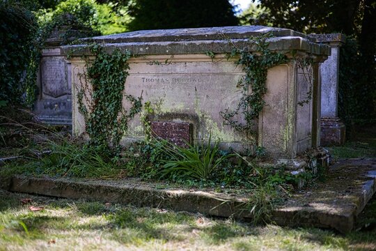 Gravestone covered with green foliage. Finchingfield, England.
