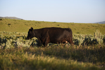 Black Angus Cow in Free Range Pasture