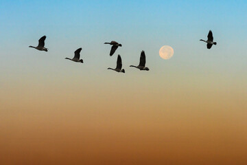 Geese in Flight with Full Moon © Michael Rolands