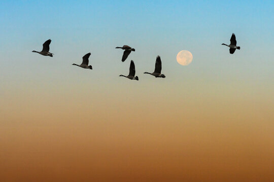 Geese in Flight with Full Moon