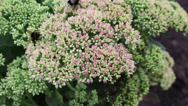 Bumblebees collect nectar on bright pink sedum flowers.