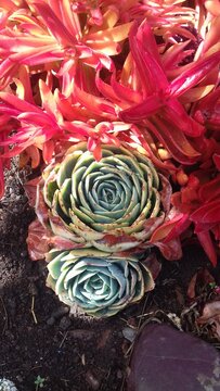 beautiful, colourful and inusual flower