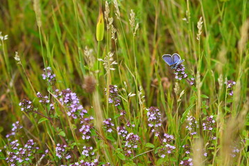 Small blue butterfly in the lycaenidae family on wild thyme flower on grassland in summer