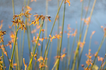 Hardstem bulrush ora Schoenoplectus Acutus palnt. Selective focus. Reeds. Carbon Neutral.