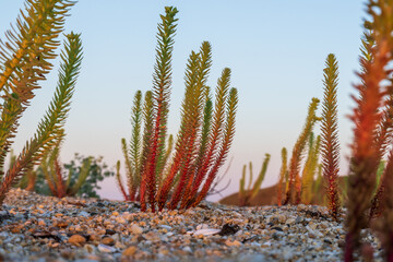 Euphorbia paralias plant (sea spurge). Orange and green plant growing on beach sand. selective focus