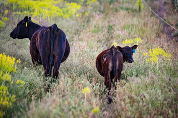 Black Angus Cow in Free Range Pasture