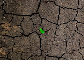 Un sol sec et fissuré avec une feuille verte - obrazy, fototapety, plakaty