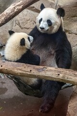 Giant pandas, baby panda and her mom 
