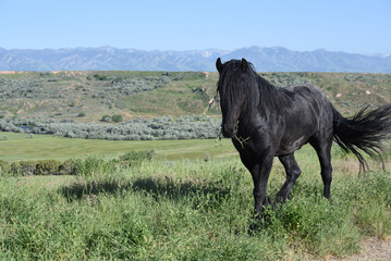 black horse walking in wild range pasture