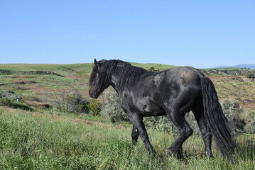 Fototapeta na wymiar black horse walking in wild range pasture