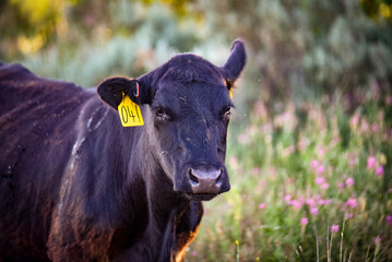 Black Angus Cow in Free Range Pasture