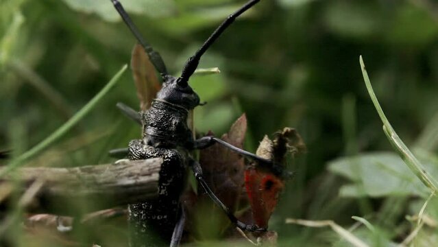 A huge fat black beetle. Creative.Green grass on which a huge mustachioed insect crawls clinging to the leaves.