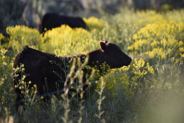black Angus calf at sunset in the pasture