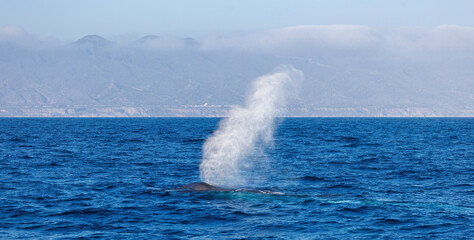 Blue whale (Balaenoptera musculus) blow spout on surface off the coast of California, Dana Point  - obrazy, fototapety, plakaty
