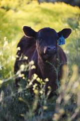 black Angus calf at sunset in the pasture © Tedi S Photography