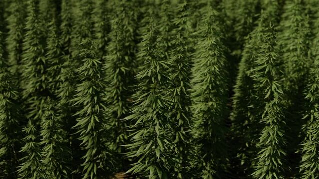 green canabis on marihuana field farm
