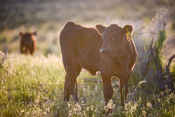 black Angus calf at sunset in the pasture - obrazy, fototapety, plakaty