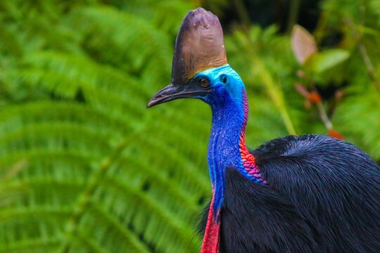 Closeup shot of a beautiful cassowary