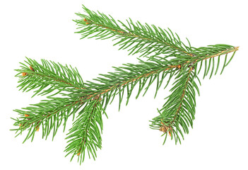 Green fir tree spruce branch with needles isolated on a white background. Prickly spruce green branch.