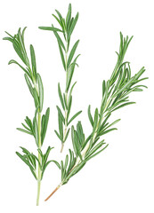 Rosemary branches isolated on a white background, top view.