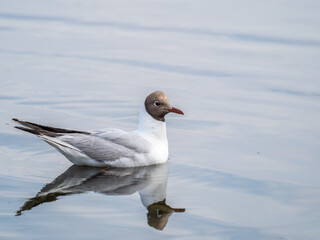 The black-headed gull, lat. Chroicocephalus ridibundus, swimming in a lake