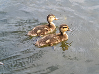 Cute little duckling swimming alone in a lake or river with calm water