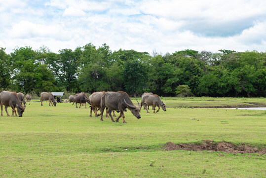 buffalo eating grass