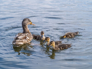 A family of ducks, a duck and its little ducklings are swimming in the water. The duck takes care of its newborn ducklings. Mallard, lat. Anas platyrhynchos