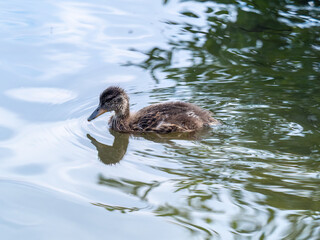 Cute little duckling swimming alone in a lake or river with calm water