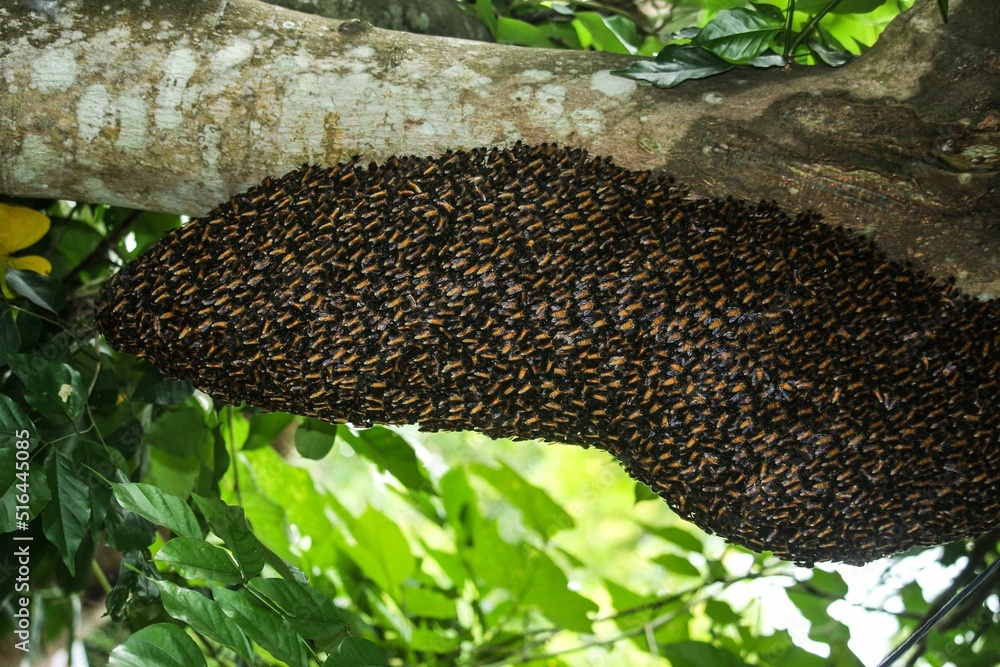 Poster a large bee hive on a tree branch