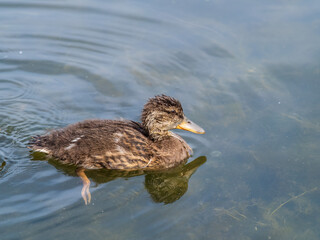 Cute little duckling swimming alone in a lake or river with calm water
