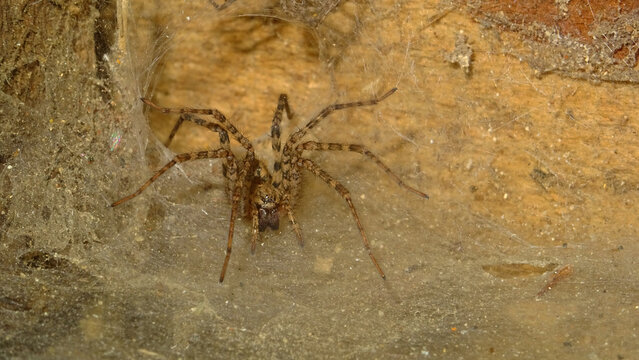 Closeup of Zoropsis spinimana, a spider species belonging to the family Zoropsidae.