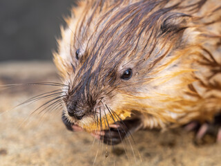 Wild animal Muskrat, Ondatra zibethicuseats, eats on the river bank
