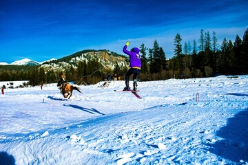 Skier being towed by a rider on a horse. Skijoring.