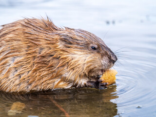 Wild animal Muskrat, Ondatra zibethicuseats, eats on the river bank