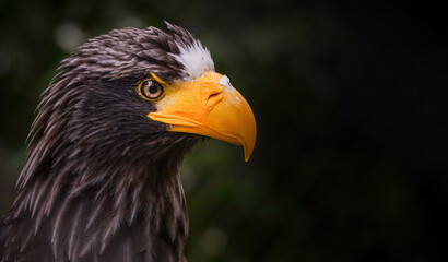 Close up portrait of a Steller's sea eagle, also known as Pacific sea eagle or white-shouldered eagle, is a large diurnal bird of prey in the family Accipitridae, Haliaeetus pelagicus