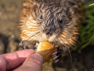 Muskrat, Ondatra zibethicuseats, eats bread from human hand.
