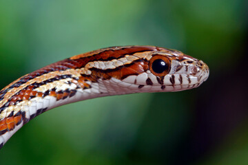 Kornnatter // Corn snake (Pantherophis guttatus)