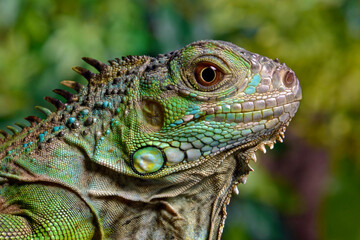 Green iguana // Grüner Leguan (Iguana iguana)  - obrazy, fototapety, plakaty