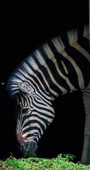 Black and white close up portrait of a zebra head eating grass against black background