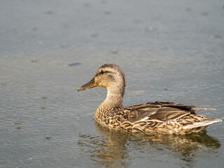 Mallard female Duck swims in the pond in the rain.