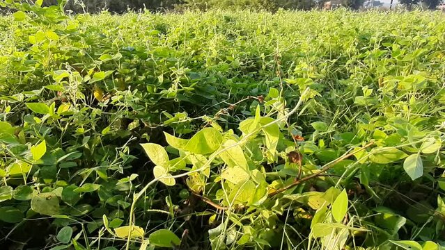 Macrotyloma uniflorum plant.