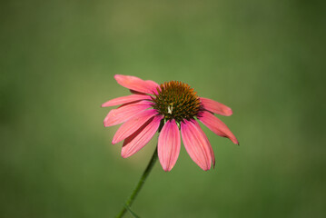 Closeup of pink echinacea on green background in a public garden