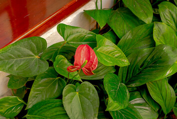 Beautiful Anthurium flower surrounded by green leaves.