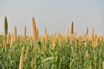 A Picture of Millet farm  in India  Millets and corn are grown in most part of India