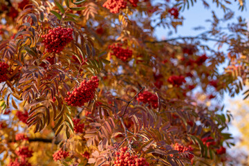 Naklejka na ściany i meble Red rowan berries on an autumn tree. Rowan branches with red leaves and berries.