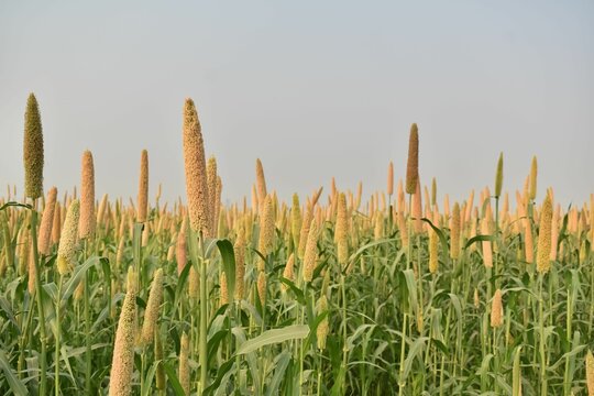 A Picture of Millet farm  in India  Millets and corn are grown in most part of India