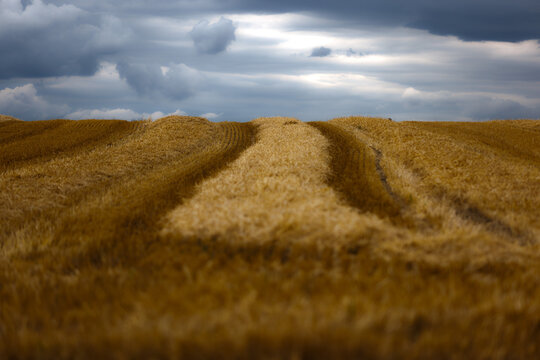 field of wheat