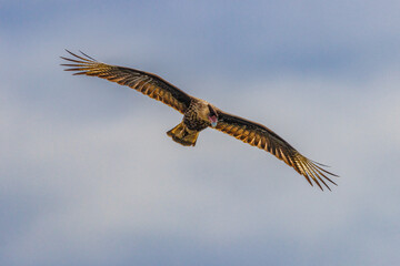 A hawk flying in the bright sky looking for prey