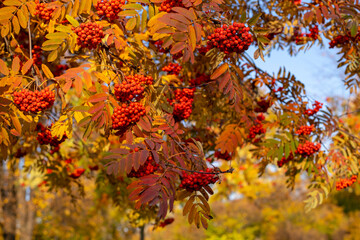 Red rowan berries on an autumn tree. Rowan branches with red leaves and berries.